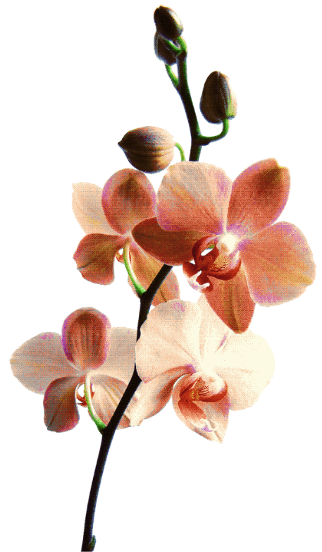 orchids
