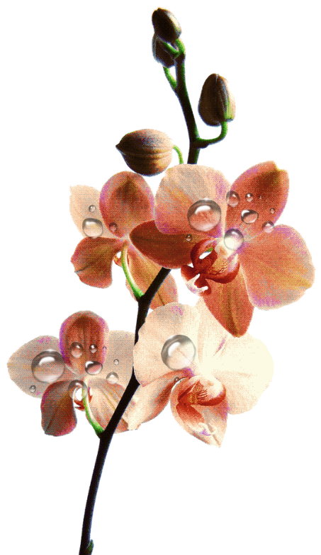 orchids